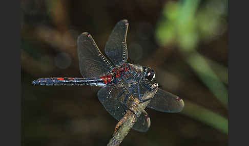 Nordische Moosjungfer (Leucorrhinia rubicunda)