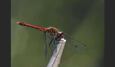 Blutrote Heidelibelle (Sympetrum sanguineum)