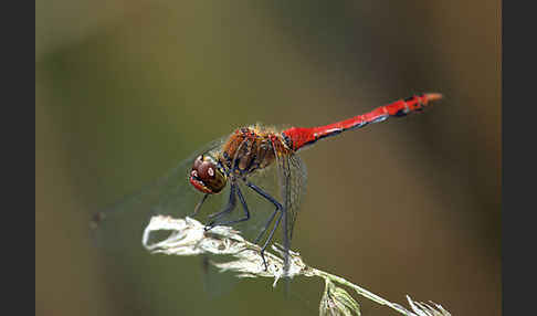 Blutrote Heidelibelle (Sympetrum sanguineum)