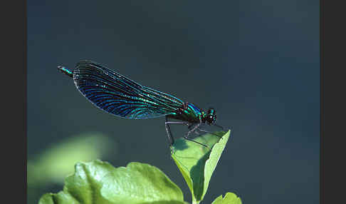 Gebänderte Prachtlibelle (Calopteryx splendens)