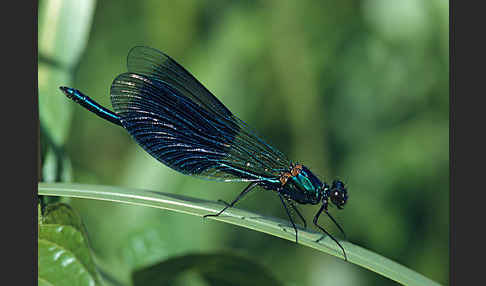 Gebänderte Prachtlibelle (Calopteryx splendens)