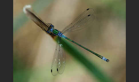 Gemeine Binsenjungfer (Lestes sponsa)