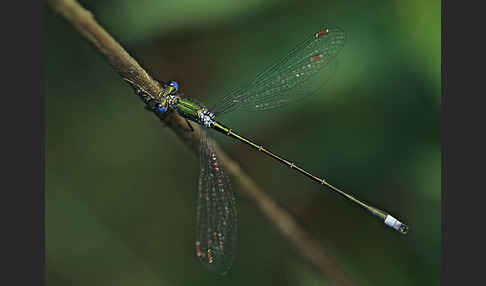 Kleine Binsenjungfer (Lestes virens)