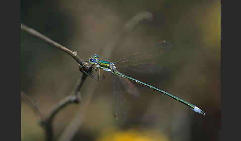 Kleine Binsenjungfer (Lestes virens)