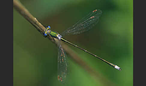 Kleine Binsenjungfer (Lestes virens)