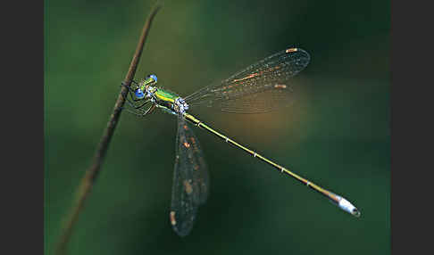 Kleine Binsenjungfer (Lestes virens)