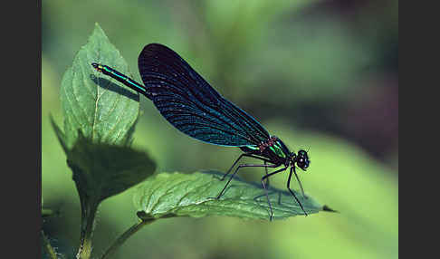 Blauflügel - Prachtlibelle (Calopteryx virgo)