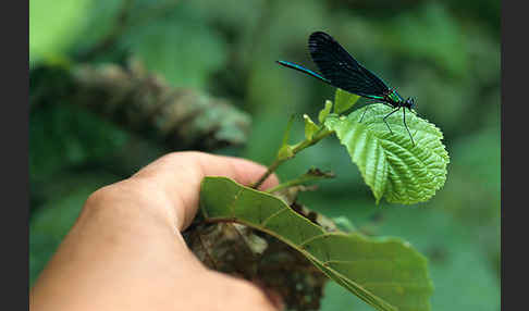 Blauflügel - Prachtlibelle (Calopteryx virgo)