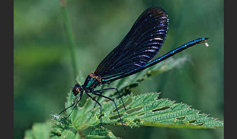 Blauflügel - Prachtlibelle (Calopteryx virgo)