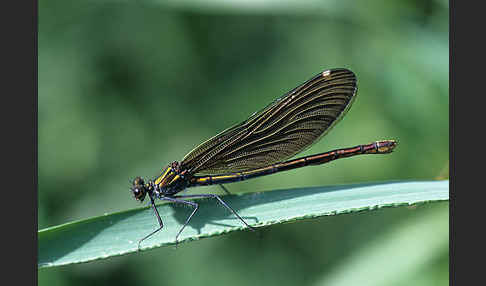 Blauflügel - Prachtlibelle (Calopteryx virgo)