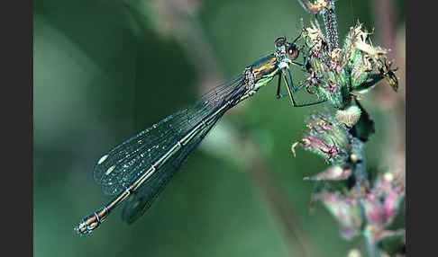 Weidenjungfer (Lestes viridis)