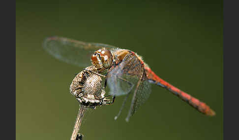 Gemeine Heidelibelle (Sympetrum vulgatum)