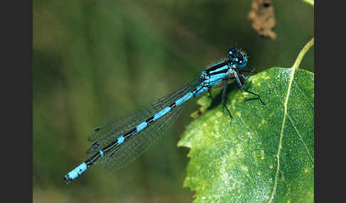 Becher-Azurjungfer (Enallagma cyathigerum)