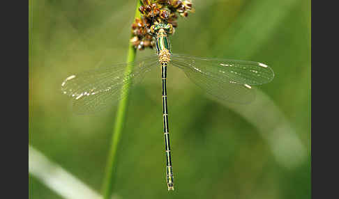 Binsenjungfer (Lestes spec.)