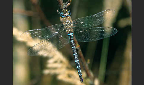 Herbst- Mosaikjungfer (Aeshna mixta)