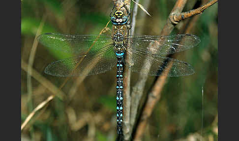 Herbst- Mosaikjungfer (Aeshna mixta)