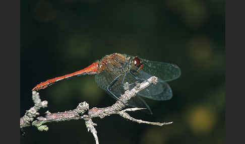 Blutrote Heidelibelle (Sympetrum sanguineum)