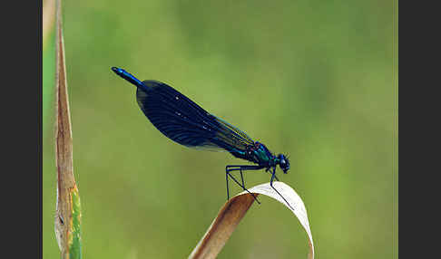 Gebänderte Prachtlibelle (Calopteryx splendens)