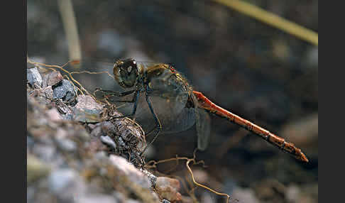 Große Heidelibelle (Sympetrum striolatum)