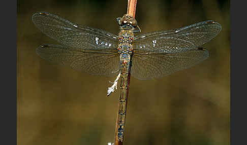 Große Heidelibelle (Sympetrum striolatum)