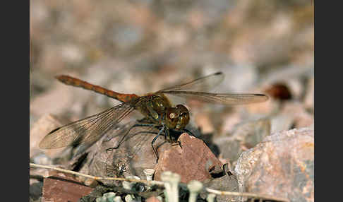 Große Heidelibelle (Sympetrum striolatum)