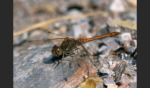 Große Heidelibelle (Sympetrum striolatum)