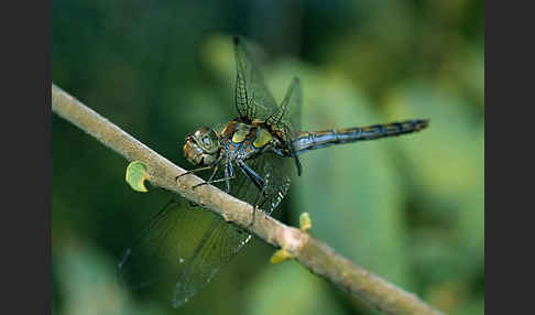 Große Heidelibelle (Sympetrum striolatum)