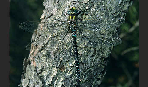 Hochmoor-Mosaikjungfer (Aeshna subarctica elisabethae)