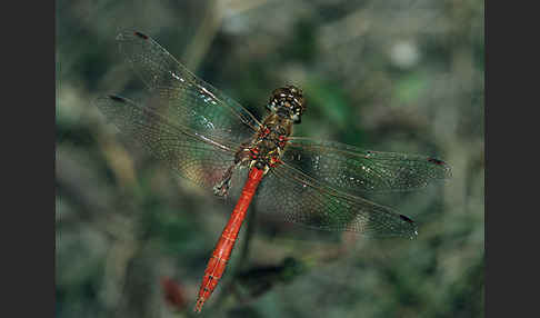 Gemeine Heidelibelle (Sympetrum vulgatum)