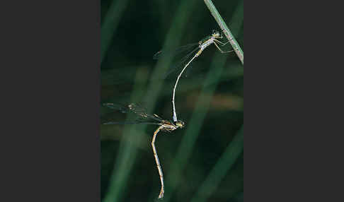 Kleine Binsenjungfer (Lestes virens)