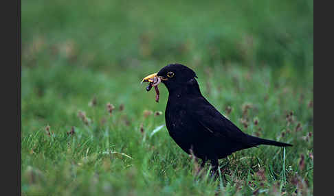 Amsel (Turdus merula)