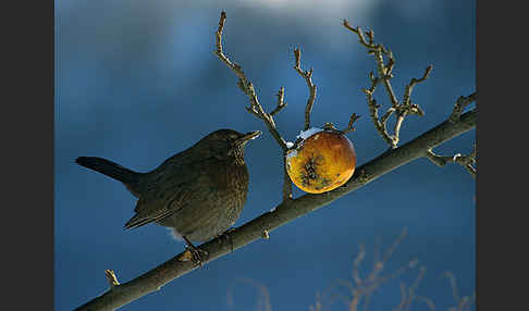 Amsel (Turdus merula)