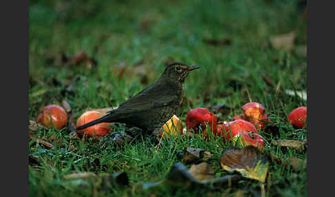 Amsel (Turdus merula)