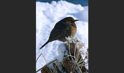 Amsel (Turdus merula)