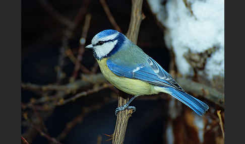 Blaumeise (Parus caeruleus)