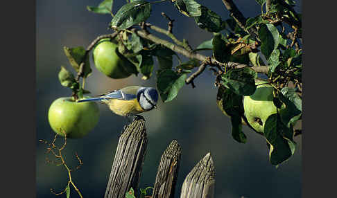 Blaumeise (Parus caeruleus)