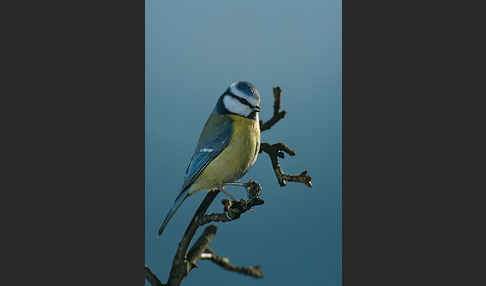 Blaumeise (Parus caeruleus)