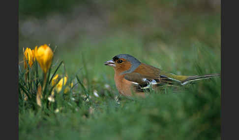 Buchfink (Fringilla coelebs)