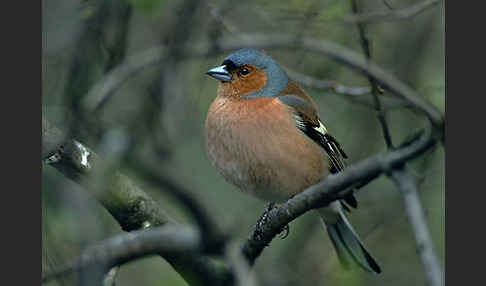 Buchfink (Fringilla coelebs)