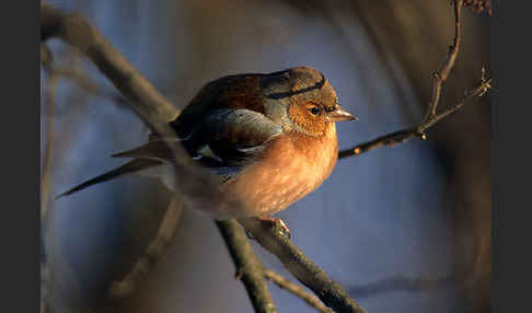 Buchfink (Fringilla coelebs)