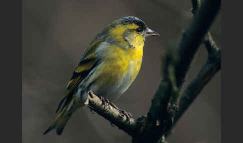 Erlenzeisig (Carduelis spinus)