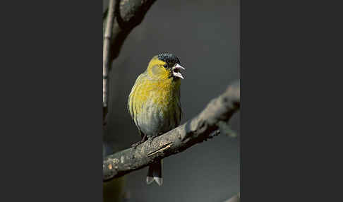 Erlenzeisig (Carduelis spinus)