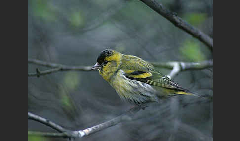 Erlenzeisig (Carduelis spinus)