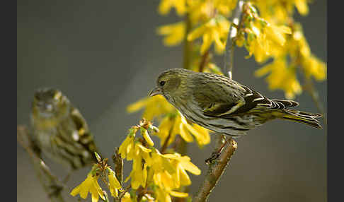 Erlenzeisig (Carduelis spinus)