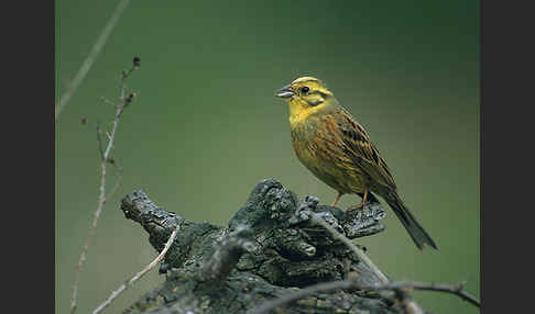 Goldammer (Emberiza citrinella)