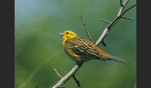 Goldammer (Emberiza citrinella)