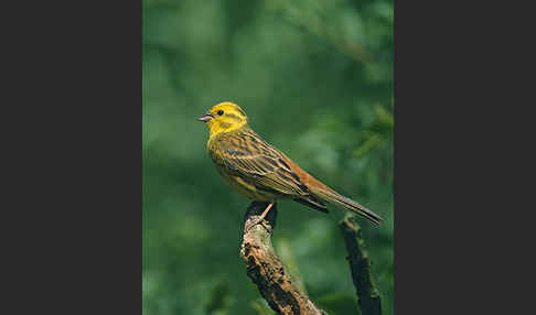 Goldammer (Emberiza citrinella)