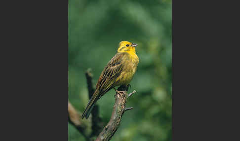 Goldammer (Emberiza citrinella)