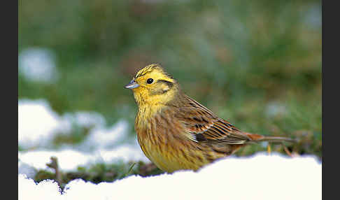 Goldammer (Emberiza citrinella)