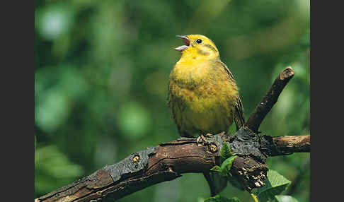 Goldammer (Emberiza citrinella)